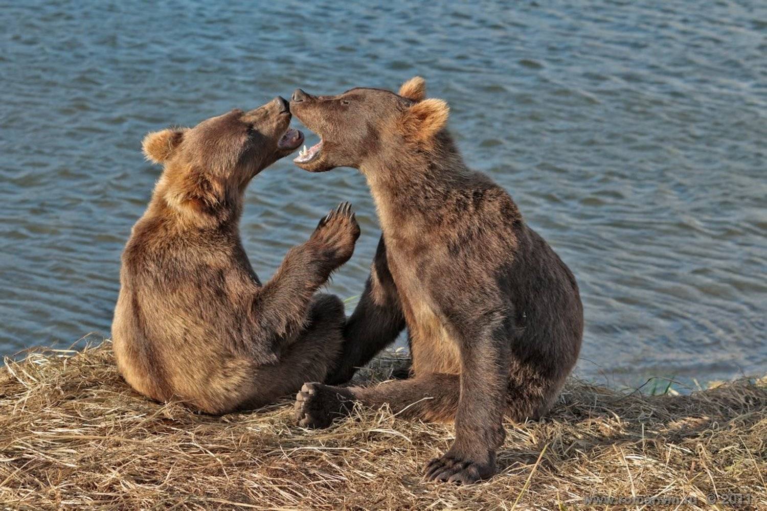 Я старше! Нет, я!. Автор: Роман Мурушкин камчатка, медведь, озеро курильское, Роман Мурушкин