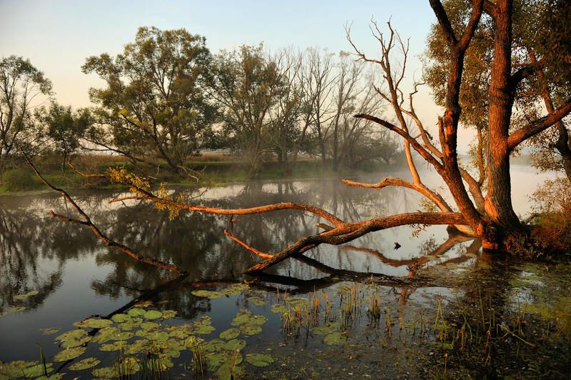Про кувшинки, ракиту и первые лучи солнца...photo preview