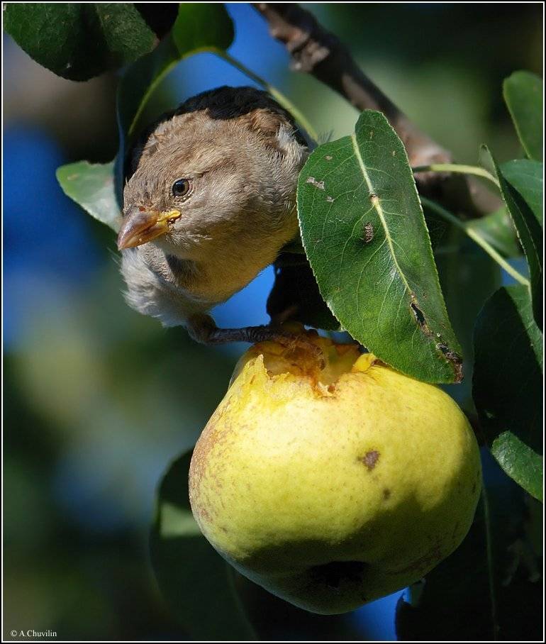 Cладкая грушка ). Автор: Александр Чувилин груша,сладкая,воробей, Александр Чувилин