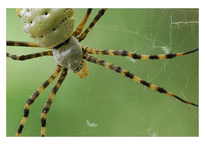 аргиопа, лобата, (argiope, lobata) Argiope lobataphoto preview