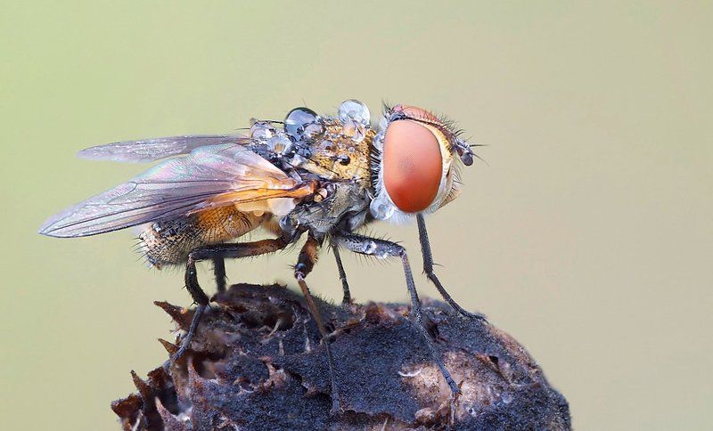 водовозphoto preview