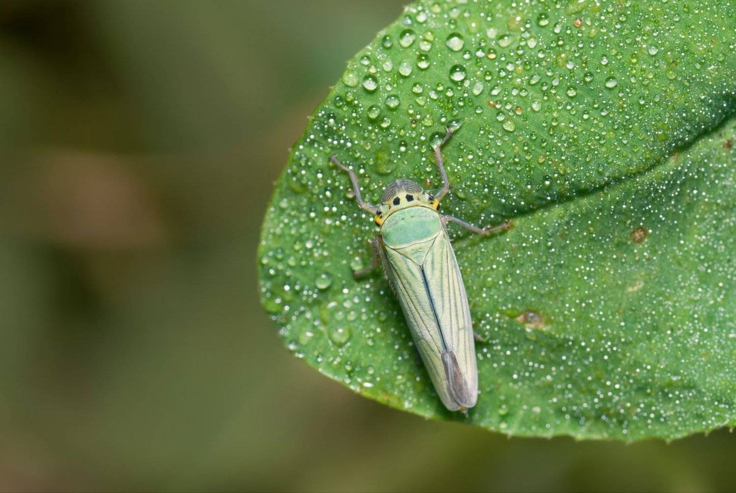 Утро маленького "тотема". Автор: Александр Кириченко , Александр Кириченко