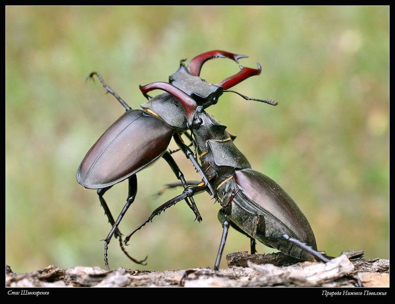 Бой жуков - оленейphoto preview