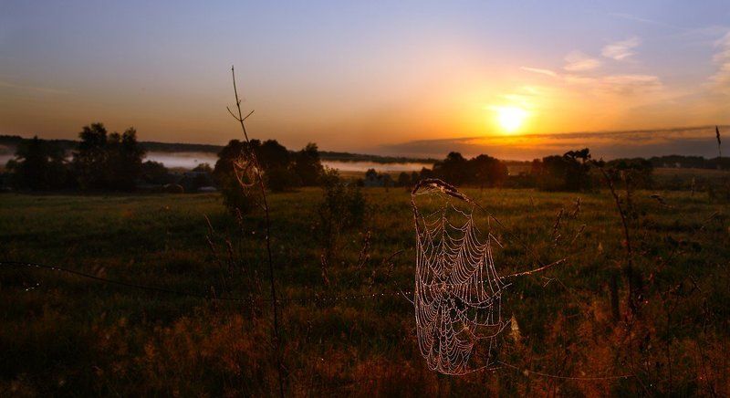 паутина и туман августа...photo preview