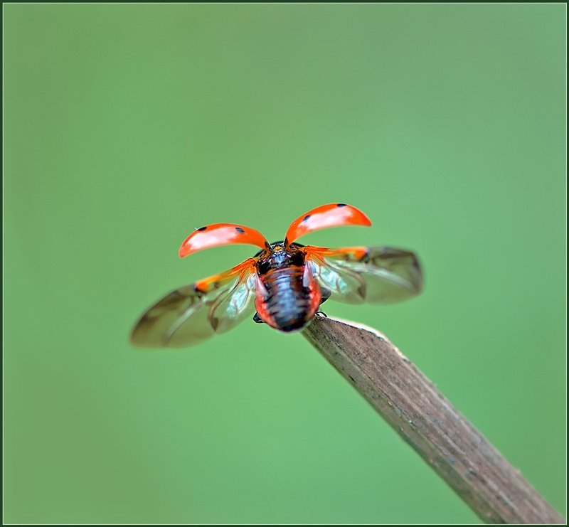 От винта!photo preview