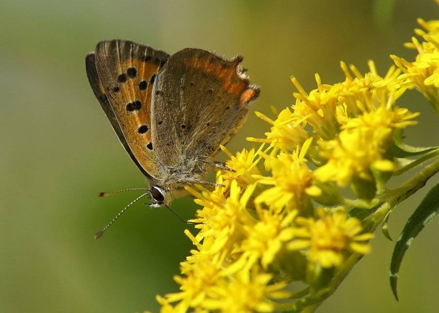 ***. Автор: Cheplenko Aleksey , Cheplenko Aleksey