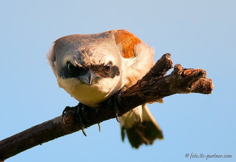 жулан Страшный жуланphoto preview