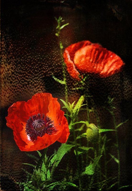 raisa rare, rare, мак, маки, цвет, красный, дождь, окно, запотело. Маков цвет.photo preview