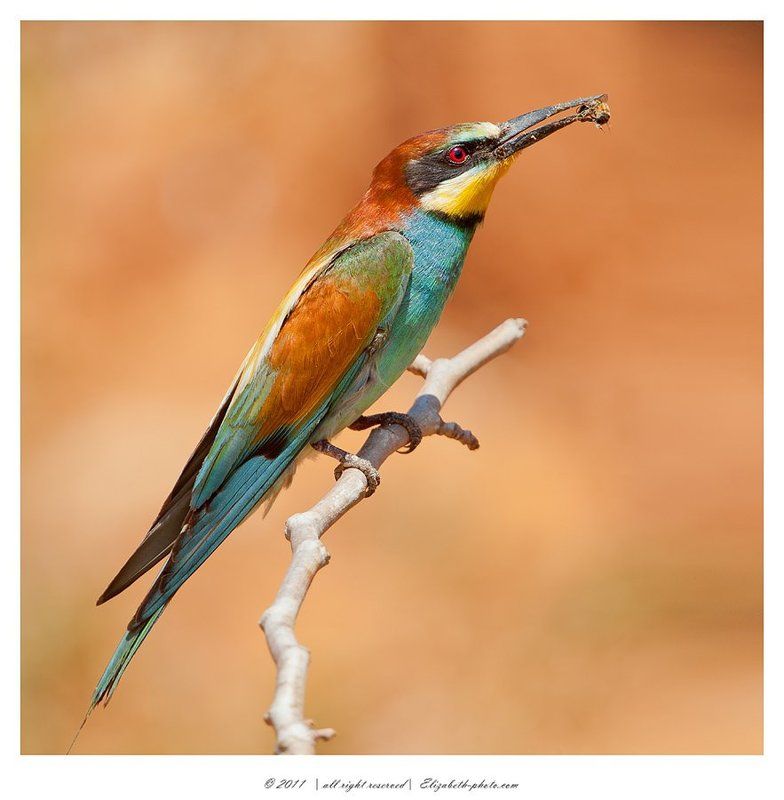 золотистая, щурка, пчелоедка, merops, apiaster, вее, еater, израиль Золотистая щурка - Вее - еaterphoto preview