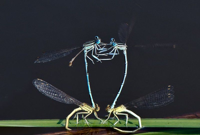 Акробатический этюдphoto preview