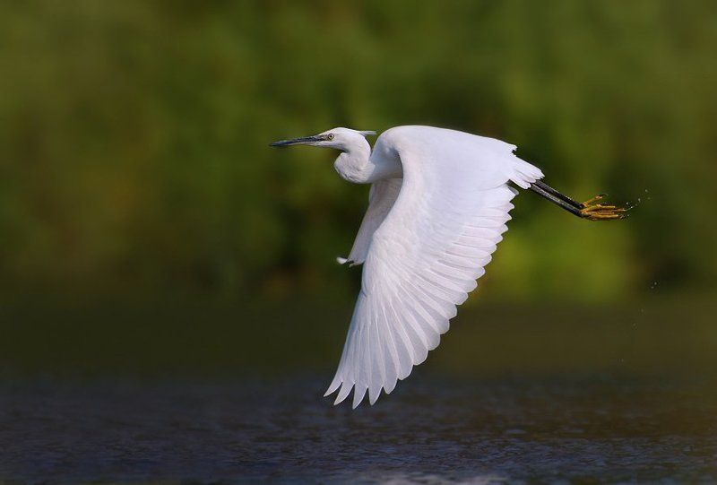 White grace фото превью