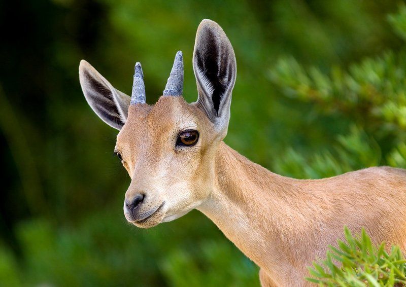 козерог, молодой маленькие рожки , бархатные ушкиphoto preview