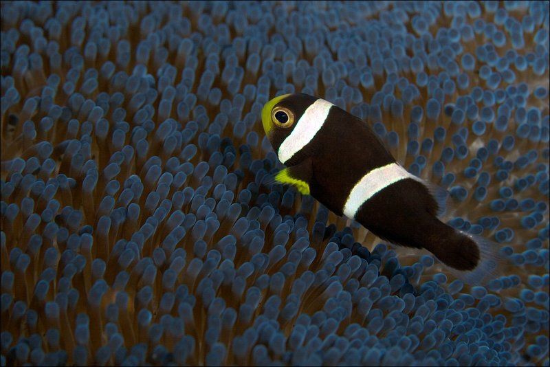clown fish, underwater, indonesia, bali, anemone Чёрный.photo preview