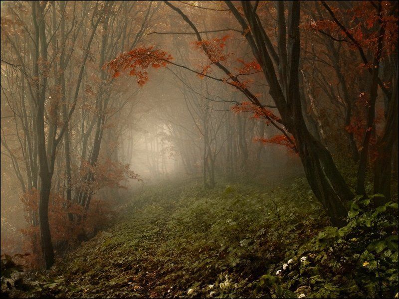 Туманно-осенние перспективыphoto preview