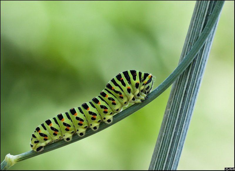 макро, бабочка, природа Гусеница Махаонаphoto preview