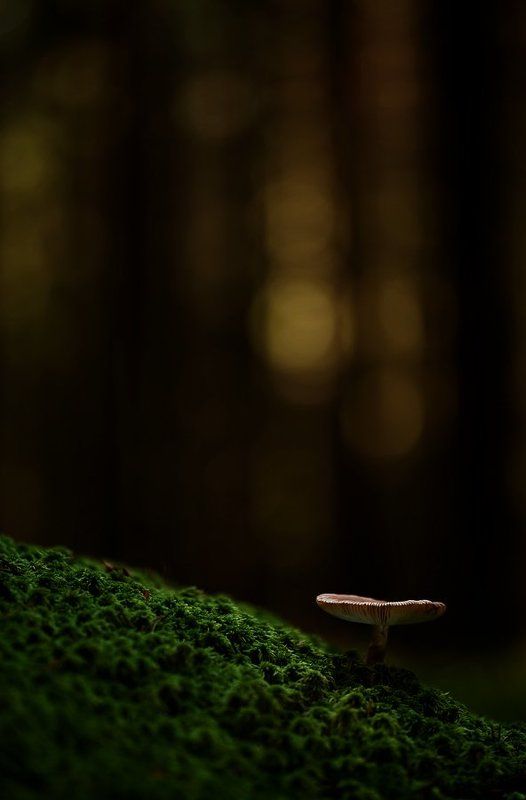 гриб, сумрак в сумракеphoto preview