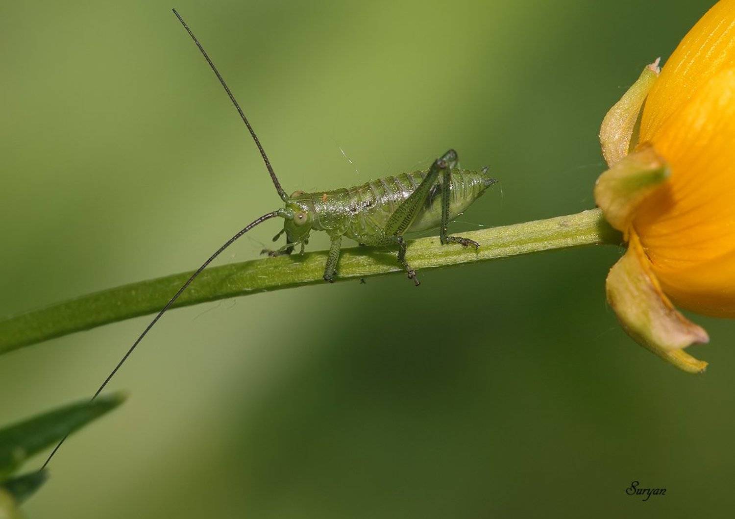 Стало модно одного, Малыша иметь всего.... Автор: Олег Сурьянинов лето, цветок, кузнечик, Олег Сурьянинов