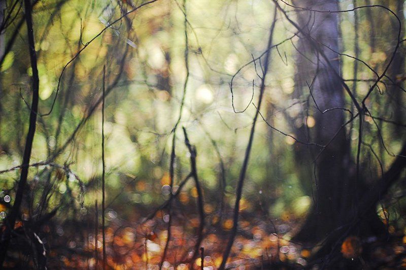 лес, осень, nikon, nikon d40, nikkor 50/1.4, autumnphoto preview