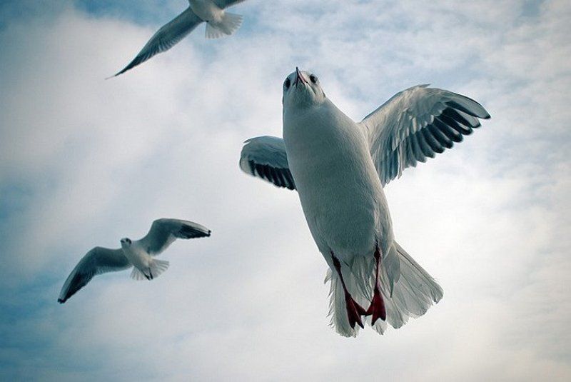 Дозорphoto preview