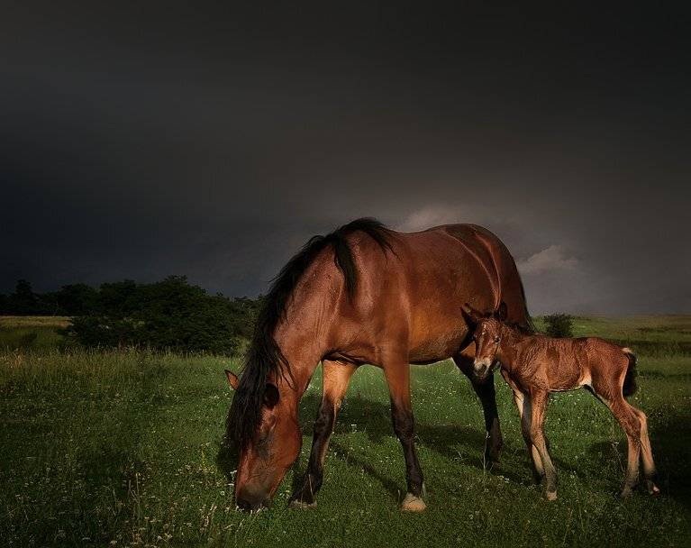 Я уже на три дня. Автор: Богдан , Богдан