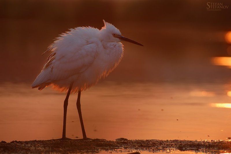heron , bird, sunrise Litle white heron-sunrise фото превью