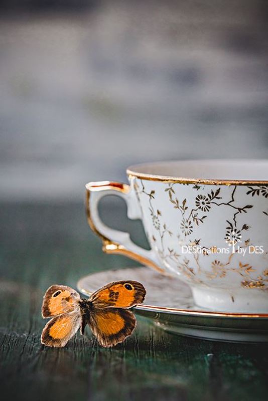 still life Butterfly storiesphoto preview