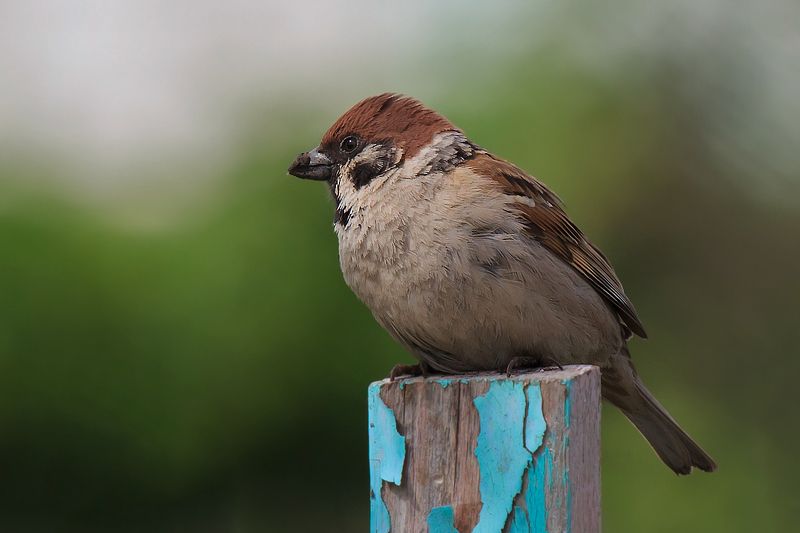 В раздумьях...photo preview