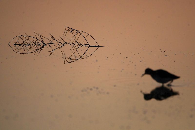 Утреннееphoto preview