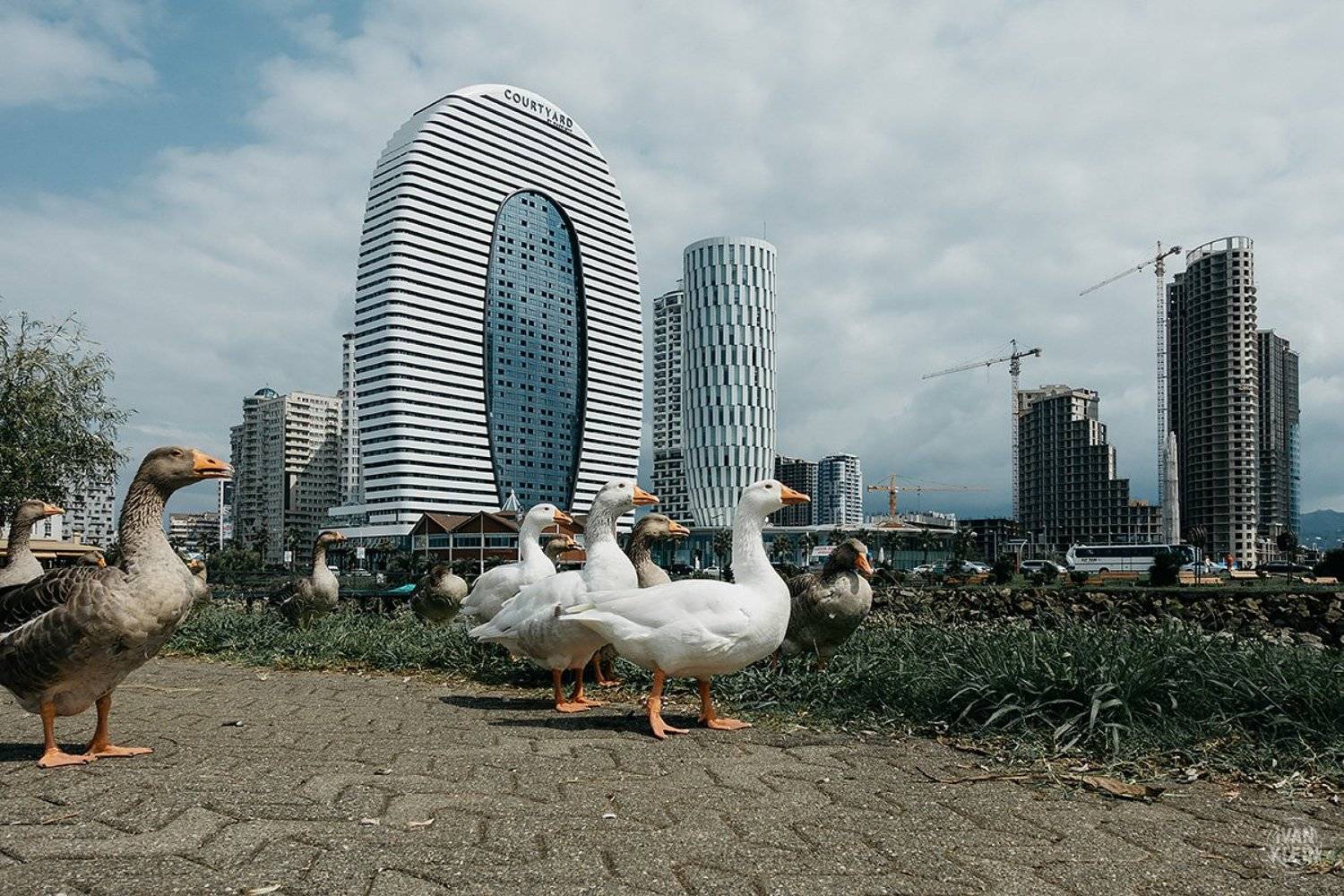 город,грузия,батуми,здания,небоскреб,небоскребы,архитектура,стройка,гусь,гуси,животные,птица,птицы,животное,трава,парк,небо,день,, Иван Клейн