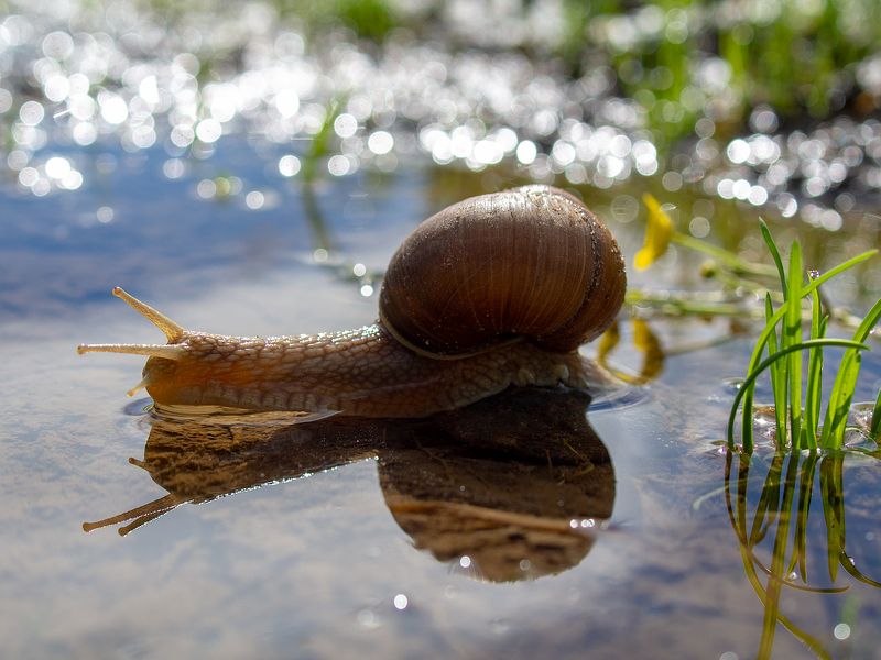 За букетом для любимой...photo preview