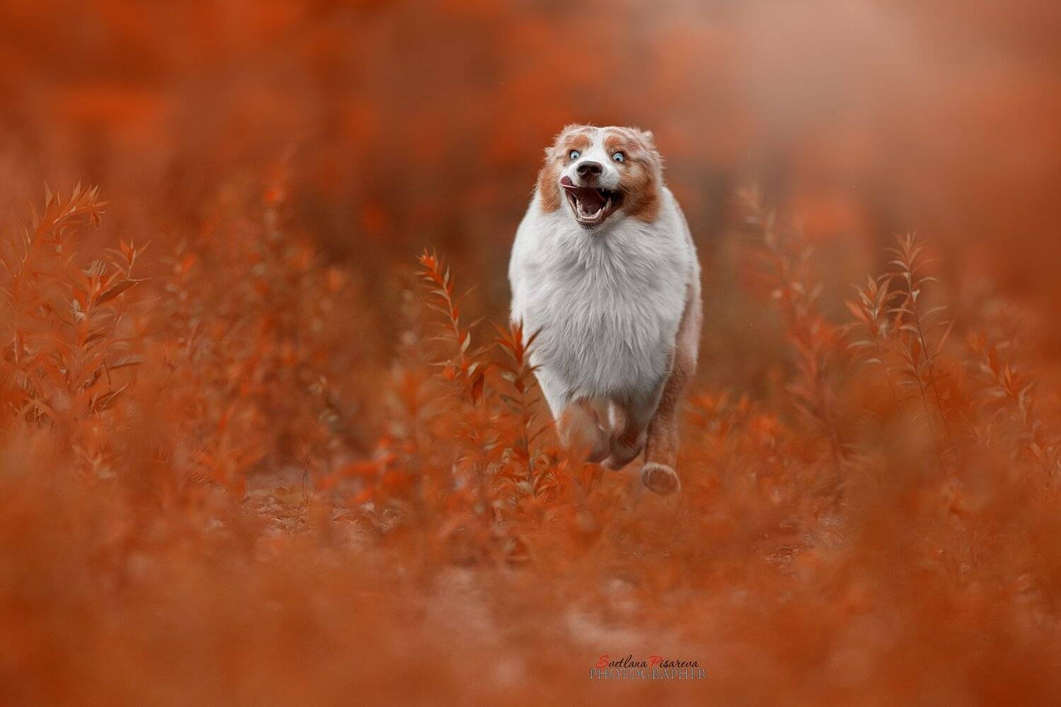 Осенний марафон.... Автор: Светлана Писарева , Светлана Писарева