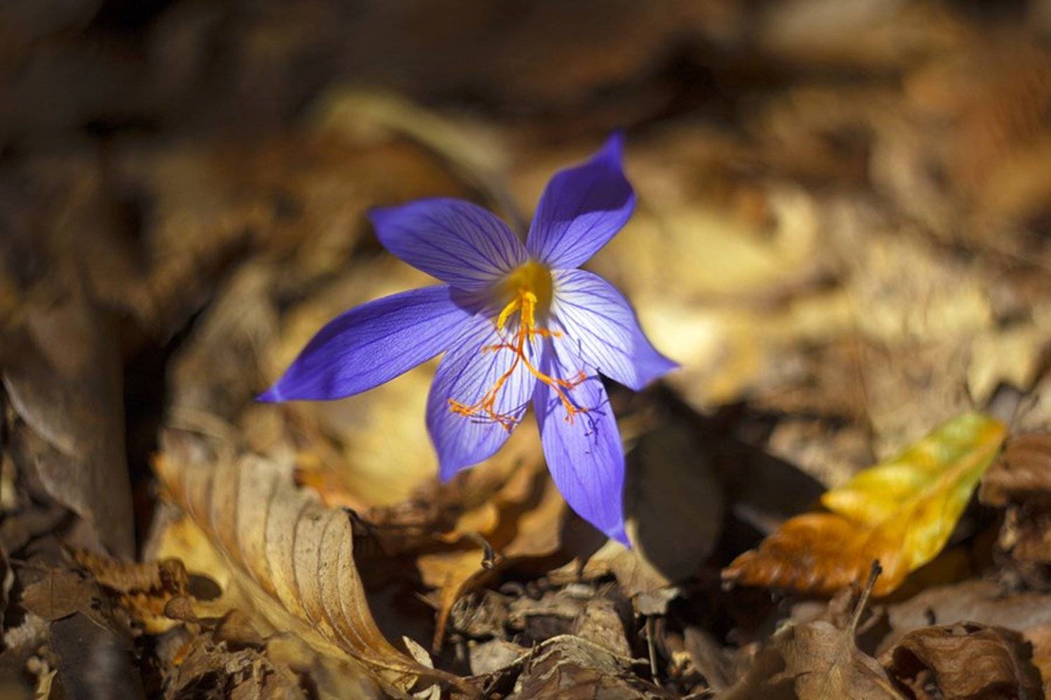 ***. Автор: Наталья Ова , Наталья Ова