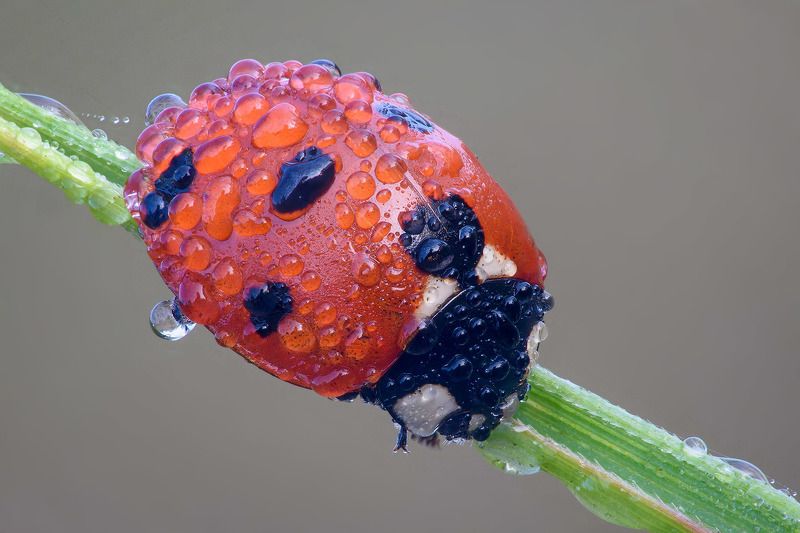 жук, роса Броневичок в росеphoto preview