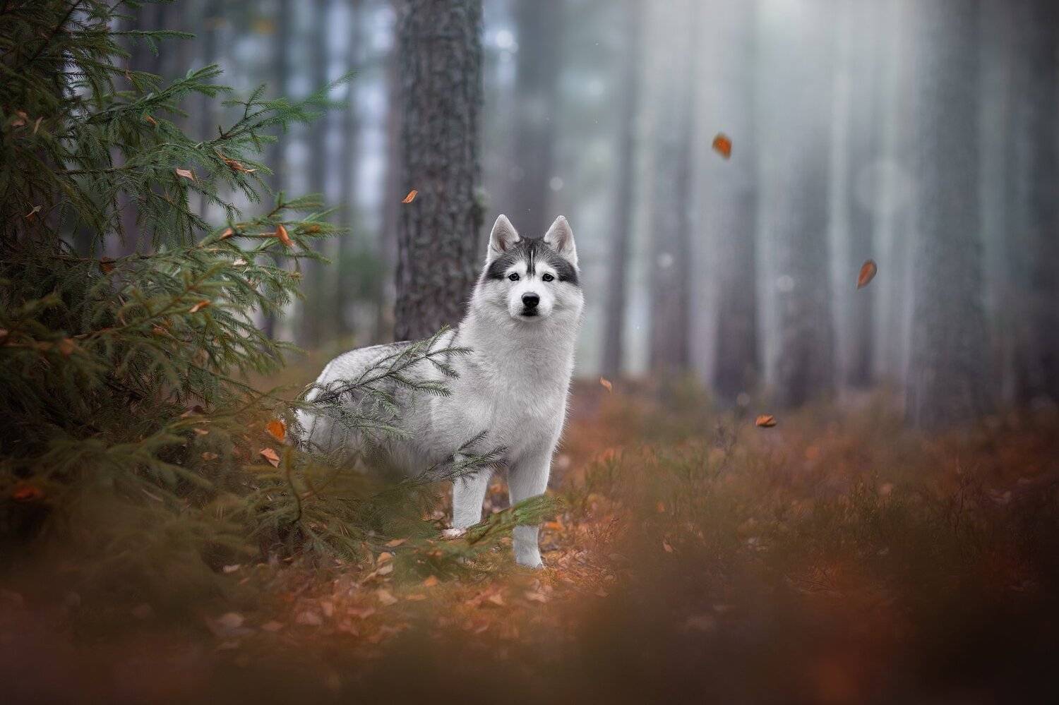 , Светлана Писарева