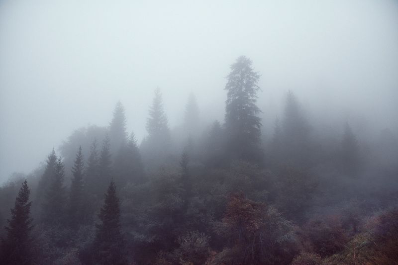 горы, лес, природа, туман, непогода Туманphoto preview