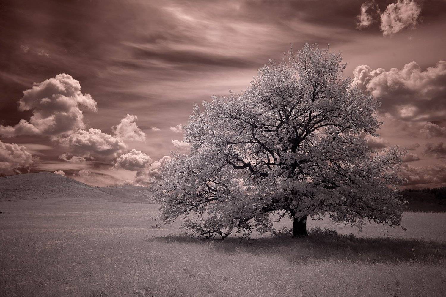 IRреальный мир Олега Грачёва. Автор: Олег Грачёв пейзаж, инфракрасный, фильтр, дерево, небо, infrared,landscape, canon, Oleg_Grachev , Олег Грачёв