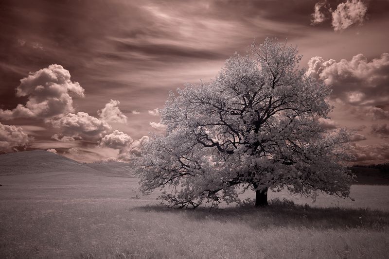 пейзаж, инфракрасный, фильтр, дерево, небо, infrared,landscape, canon, Oleg_Grachev  IRреальный мир Олега Грачёваphoto preview