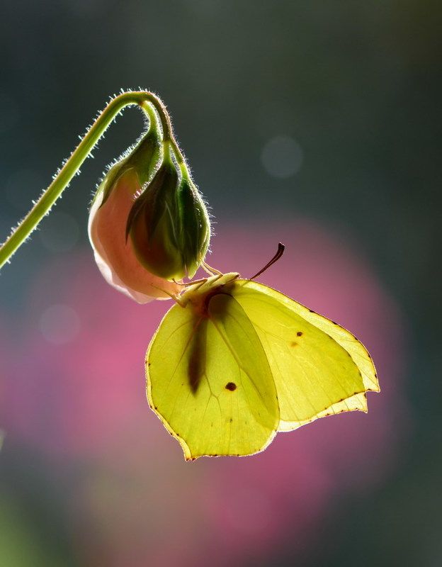 Лимонницаphoto preview