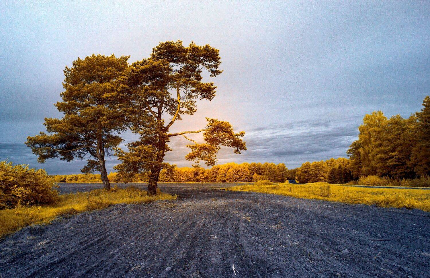 infrared,ик-фото,инфракрасное фото,инфракрасная фотография,пейзаж,природа,беларусь,осень, Sixten ( Сергей )