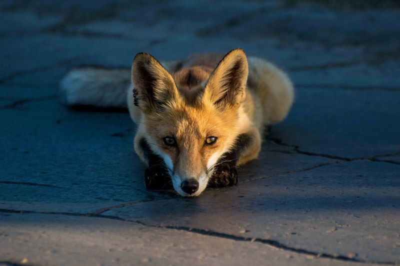 Выходи за рамкиphoto preview