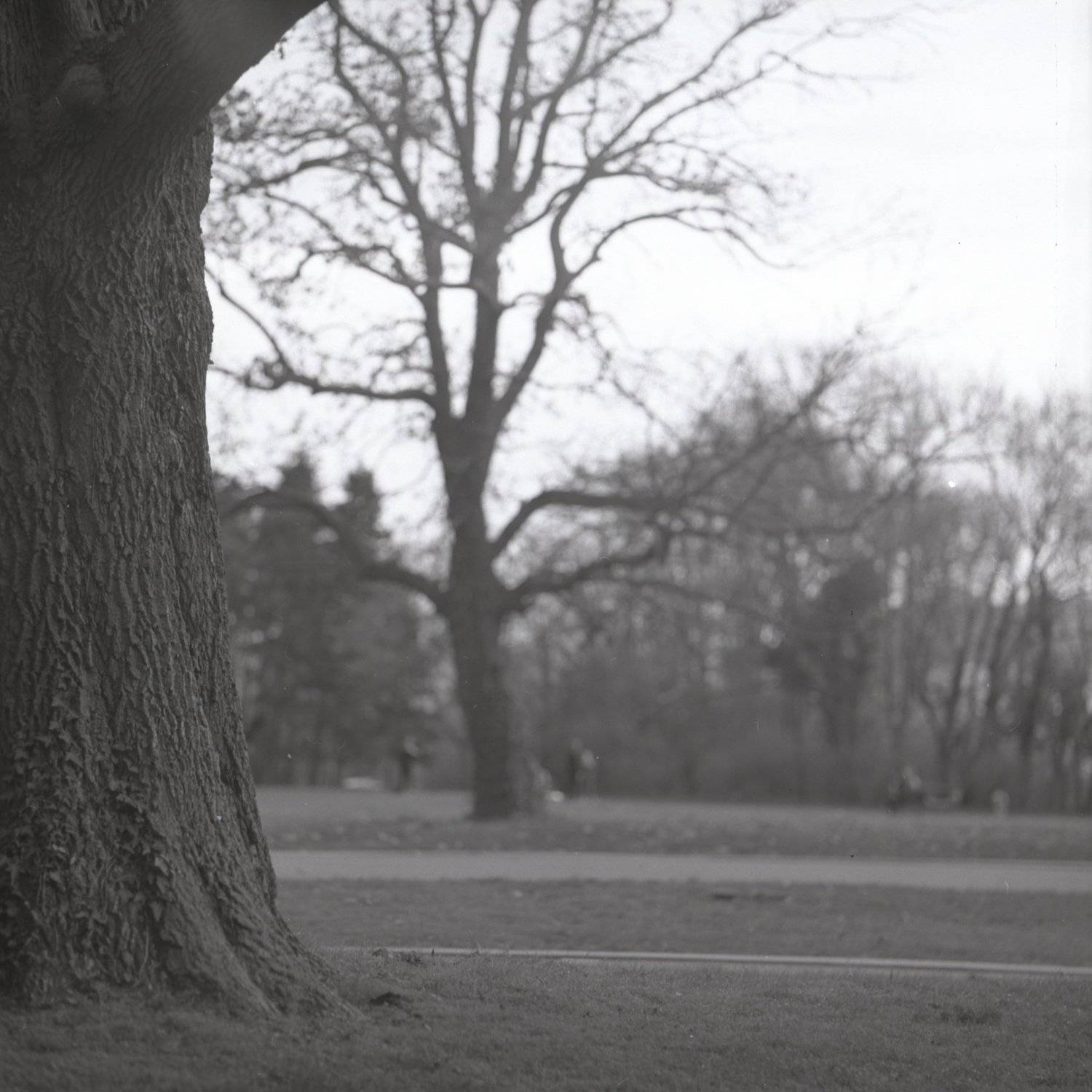 Morning Park. Автор: Evgeny Ivanov film, пленка, middle, format, Evgeny Ivanov