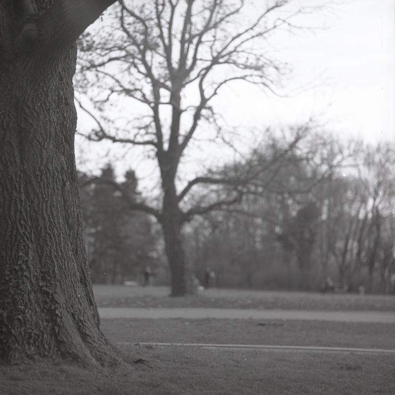film, пленка, middle, format Morning Parkphoto preview