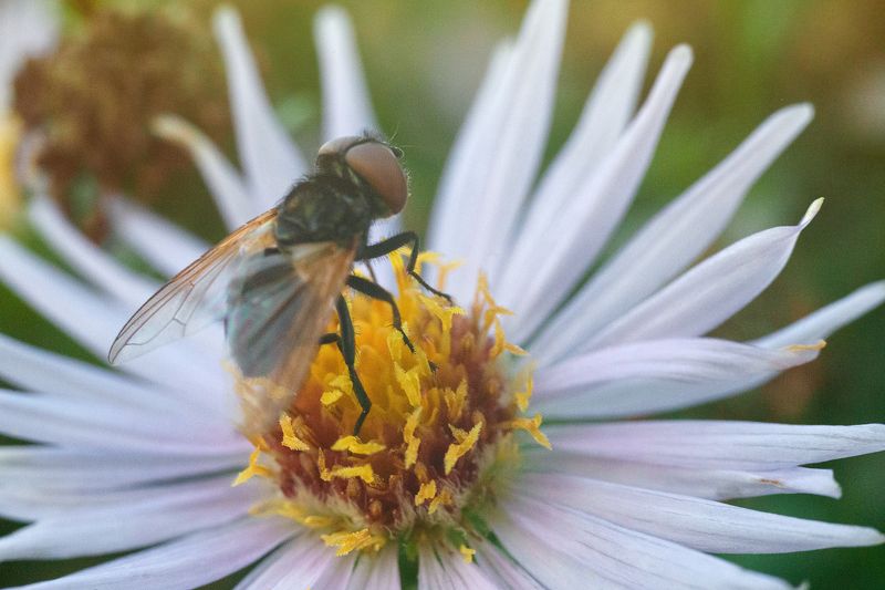 вега11у, sonya7ii Первые пробы в макроphoto preview