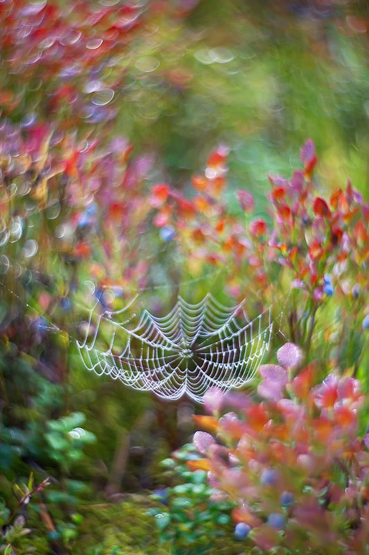 боке, природа, черника, паутина, лес, петцваль Черничные сныphoto preview