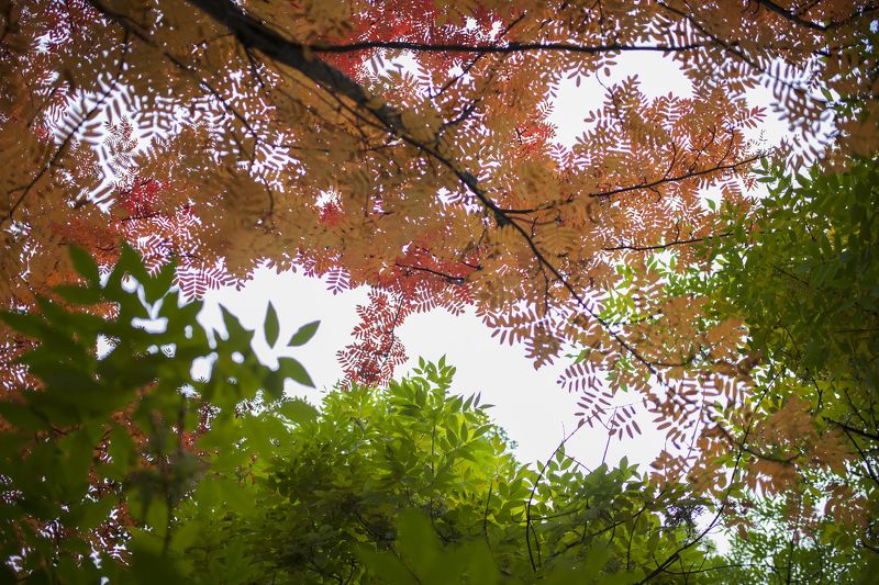 Инь и Ян photo preview