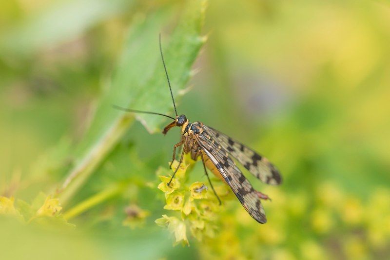 летние зарисовкиphoto preview