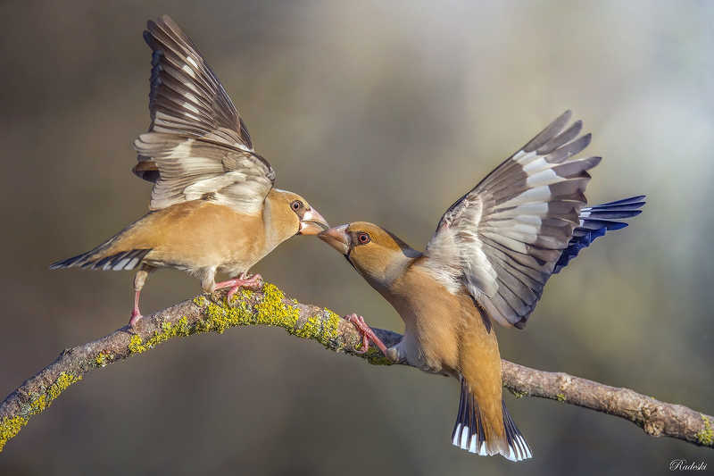 La danza dei frosoniphoto preview