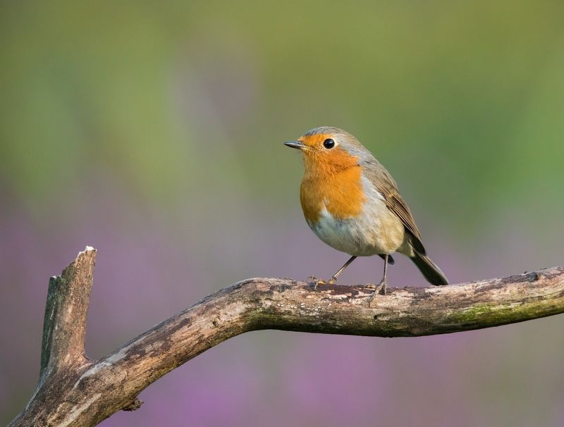 зарянка, птицы, малиновка, Зарянкаphoto preview