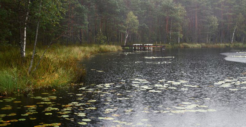 питер, пейзаж, озеро, луга На лесном озере...photo preview