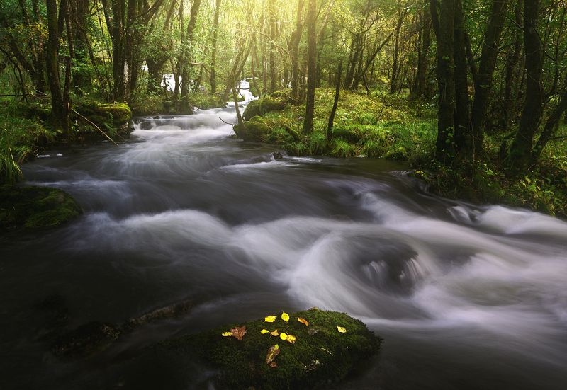 Forest riverphoto preview